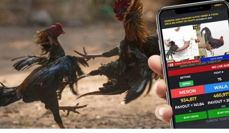 Các loại tỷ lệ cược đá gà hay gặp nhất