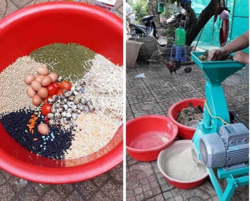Chế độ cho gà đá ăn theo từng giai đoạn