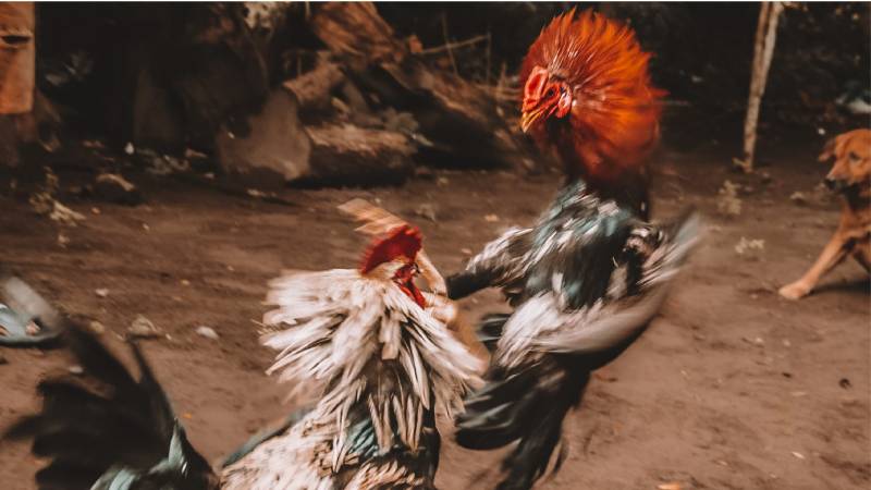 Chọn gà qua các đặc điểm cá biệt