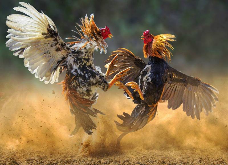 Hiểu rõ luật lệ của đá gà
