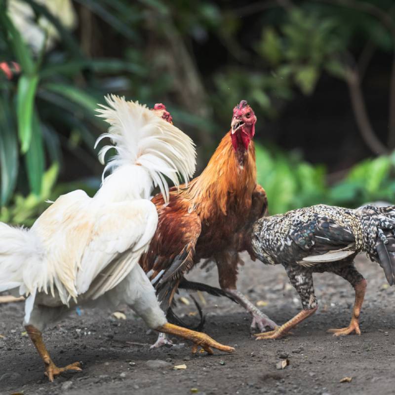 Kiểm tra ngoại hình gà chọi