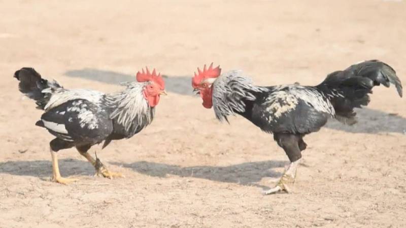 Kỹ thuật huấn luyện kỹ năng chiến đấu cho gà chọi