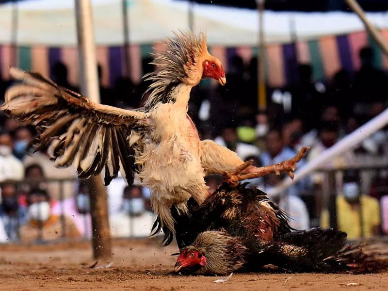 Lựa chọn gà chọi qua màu sắc