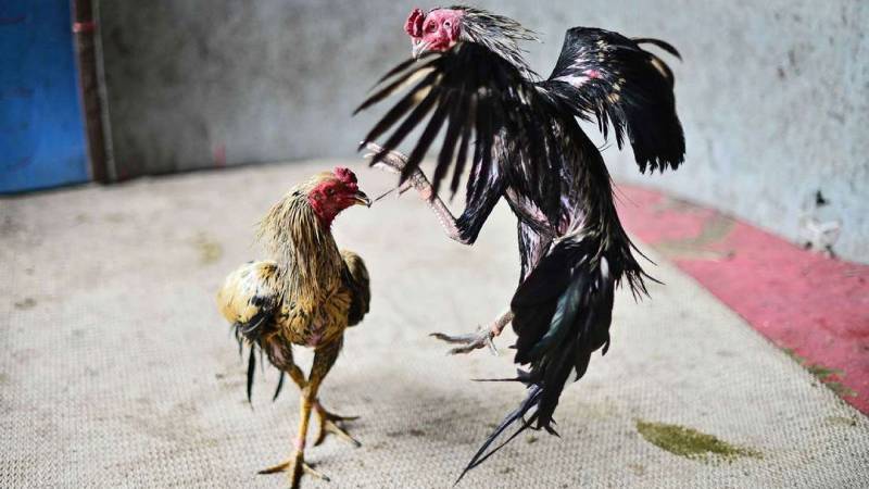 Tập luyện gà chọi sức bền và cách ra đòn